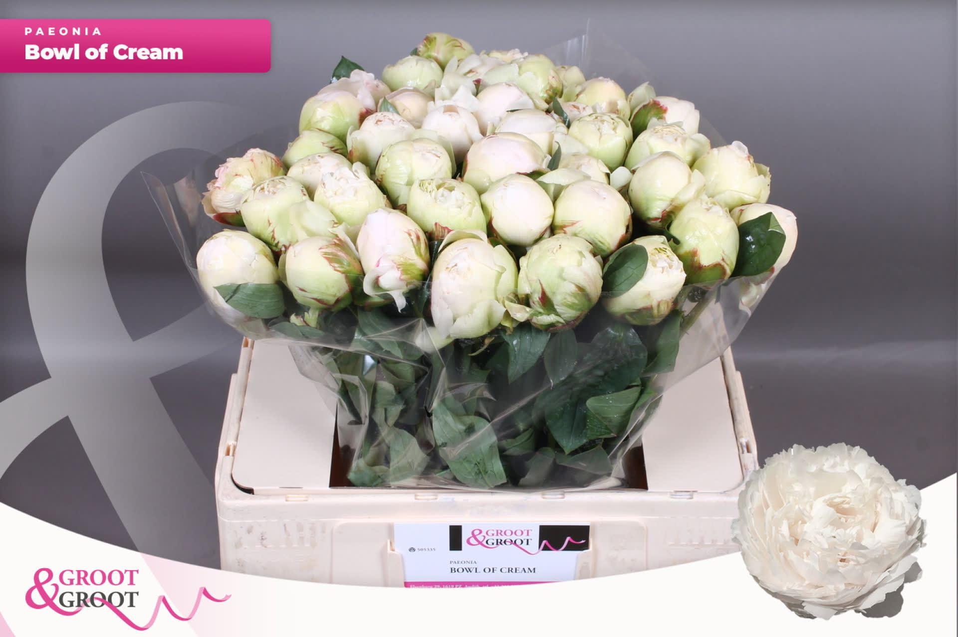 Срезанные цветы оптом Paeonia bowl of cream от 40шт из Голландии с доставкой по России