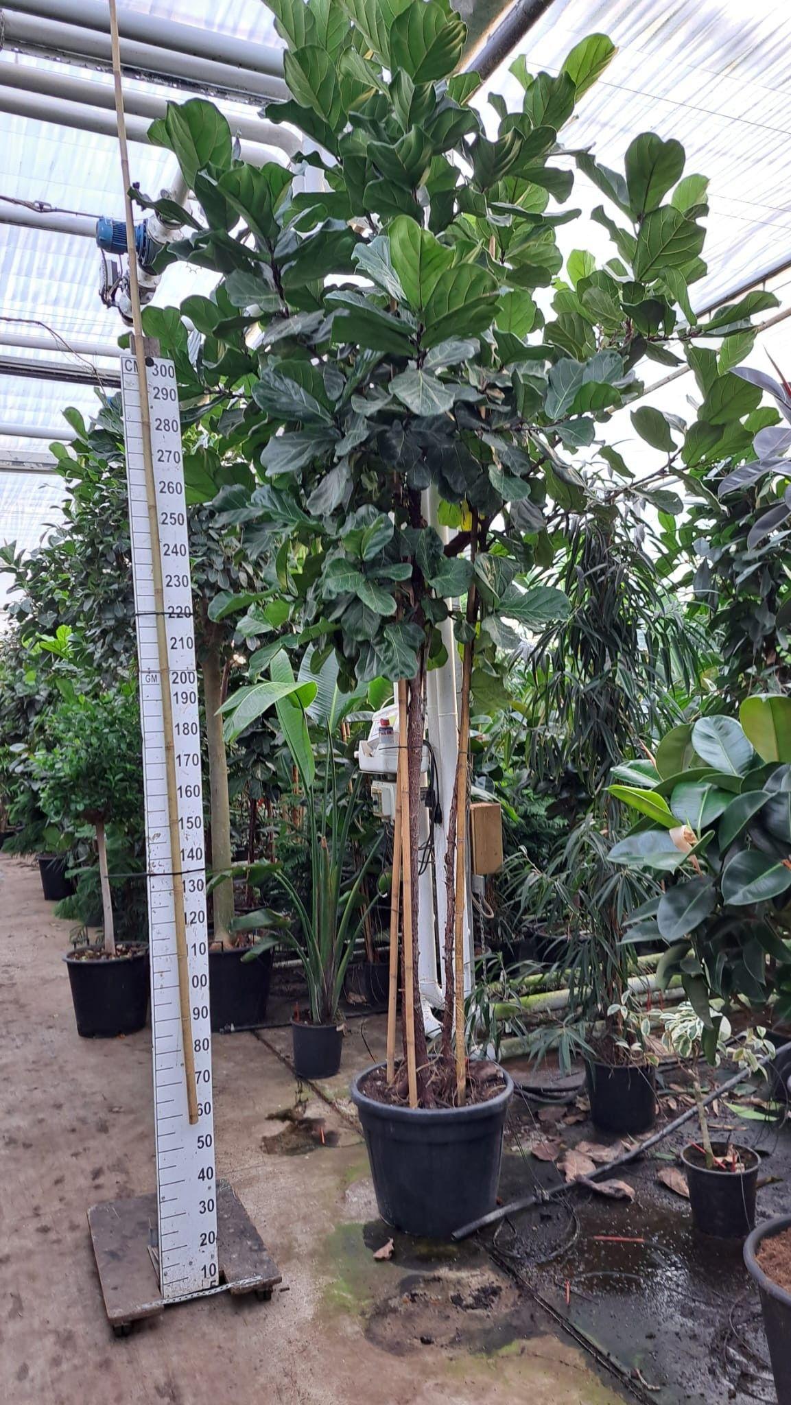 Горшечные цветы и растения оптом Ficus Lyrata Trio Stam Xxxl от 1шт из Голландии с доставкой по России
