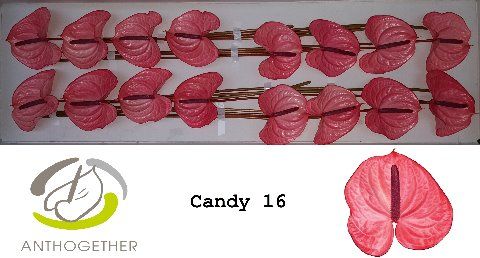 Срезанные цветы оптом Anthurium candy от 16шт из Голландии с доставкой по России