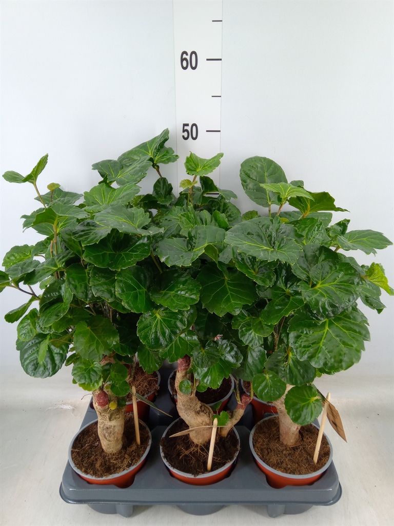 Горшечные цветы и растения оптом Polyscias   ... от 6шт из Голландии с доставкой по России