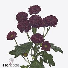 Срезанные цветы оптом Chrys sa jinda red от 75шт из Голландии с доставкой по России