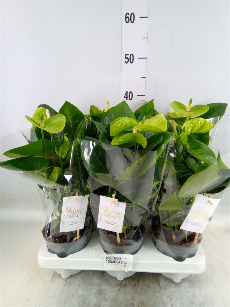 Горшечные цветы и растения оптом Anthurium   ... от 6шт из Голландии с доставкой по России