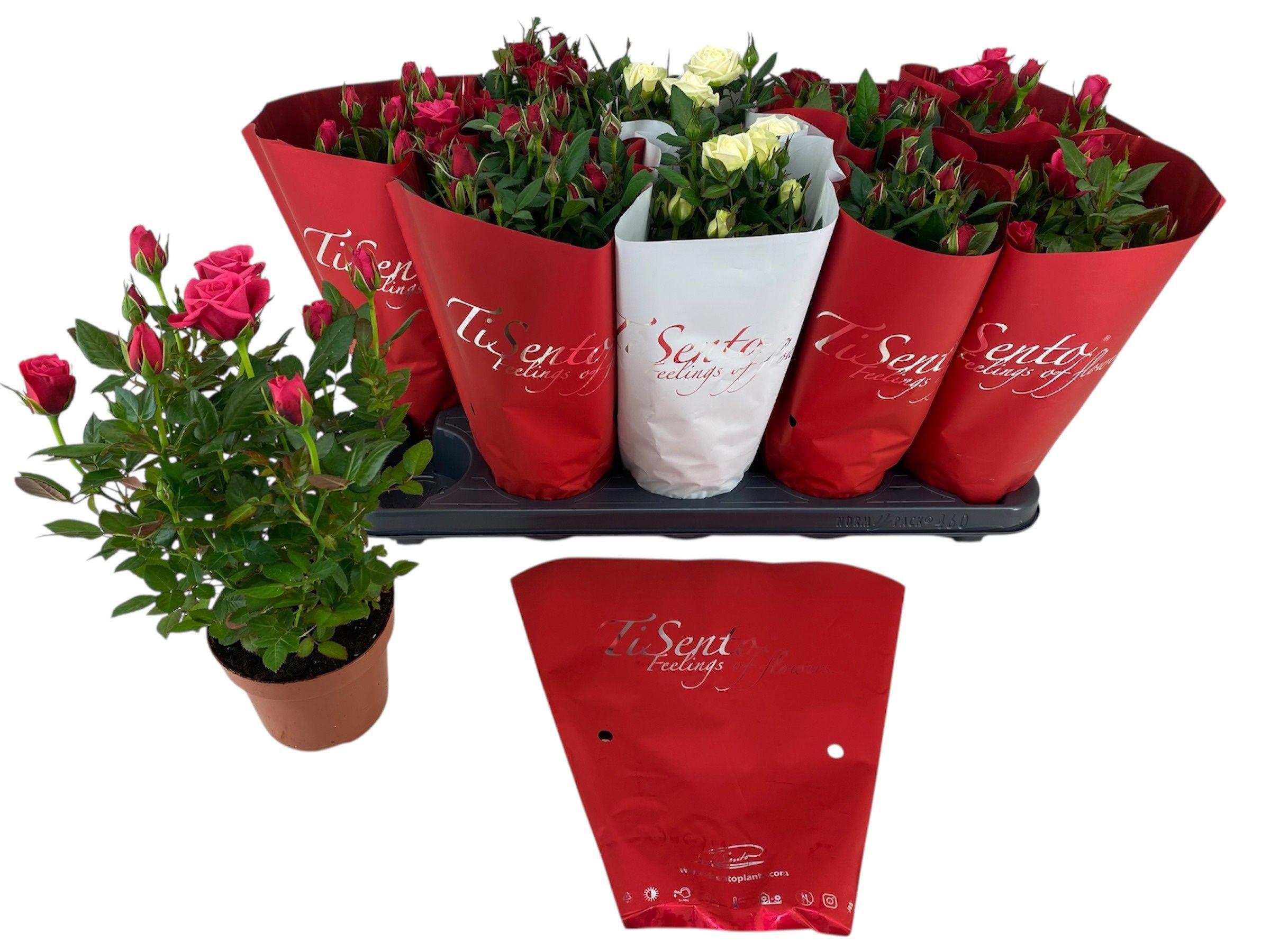 Горшечные цветы и растения оптом Ro Kordana Gem от 10шт из Голландии с доставкой по России