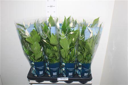 Горшечные цветы и растения оптом Spath Strauss 5+ от 8шт из Голландии с доставкой по России