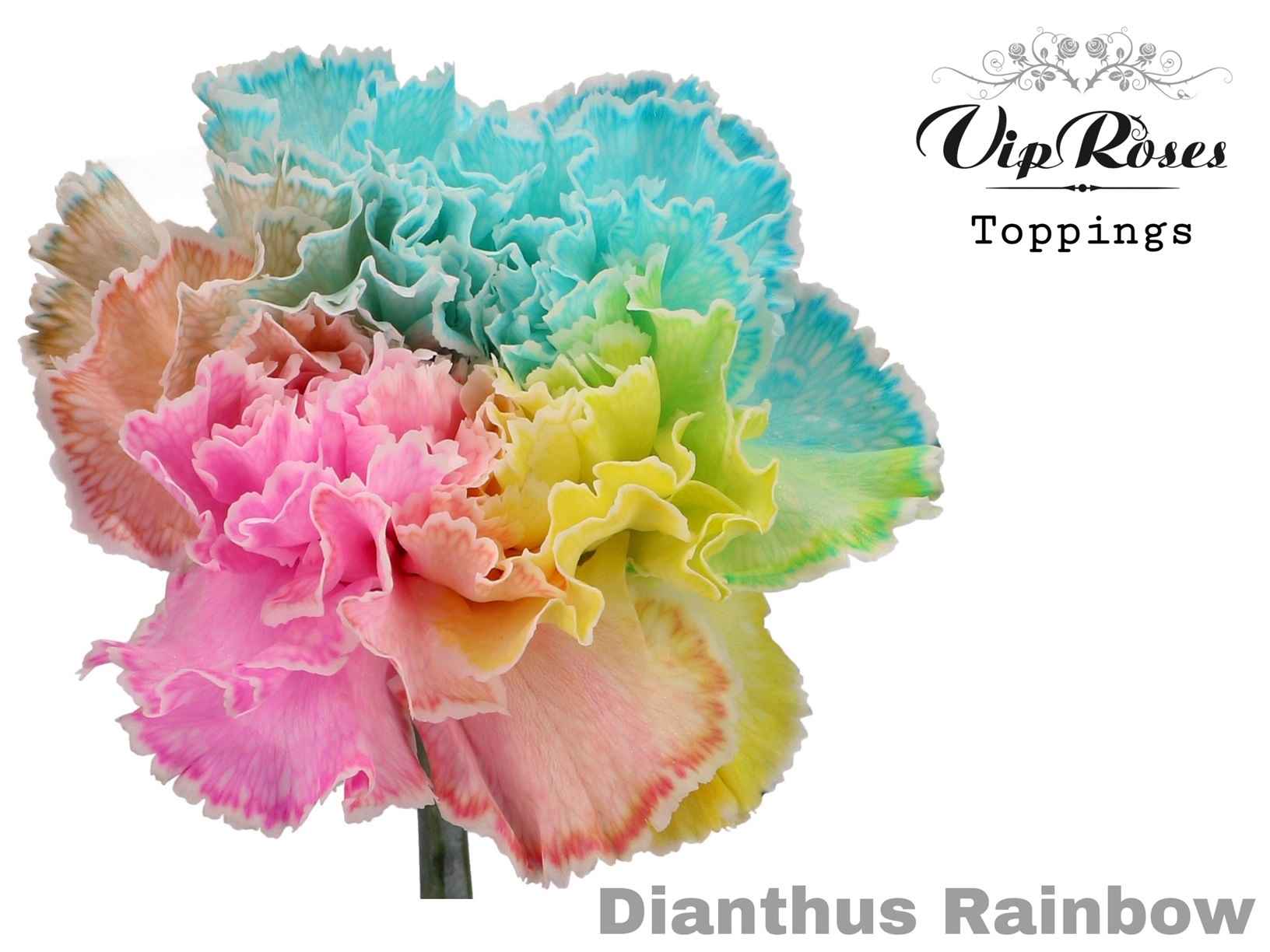 Срезанные цветы оптом Dianthus st paint rainbow от 40шт из Голландии с доставкой по России