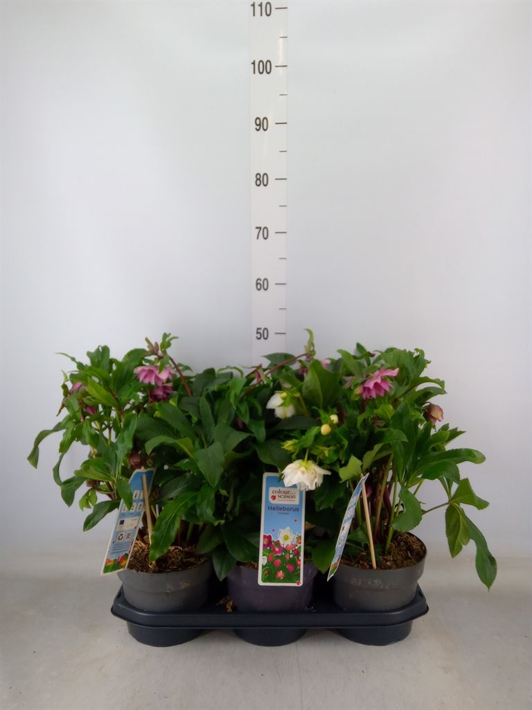 Горшечные цветы и растения оптом Helleborus Ori. от 3шт из Голландии с доставкой по России
