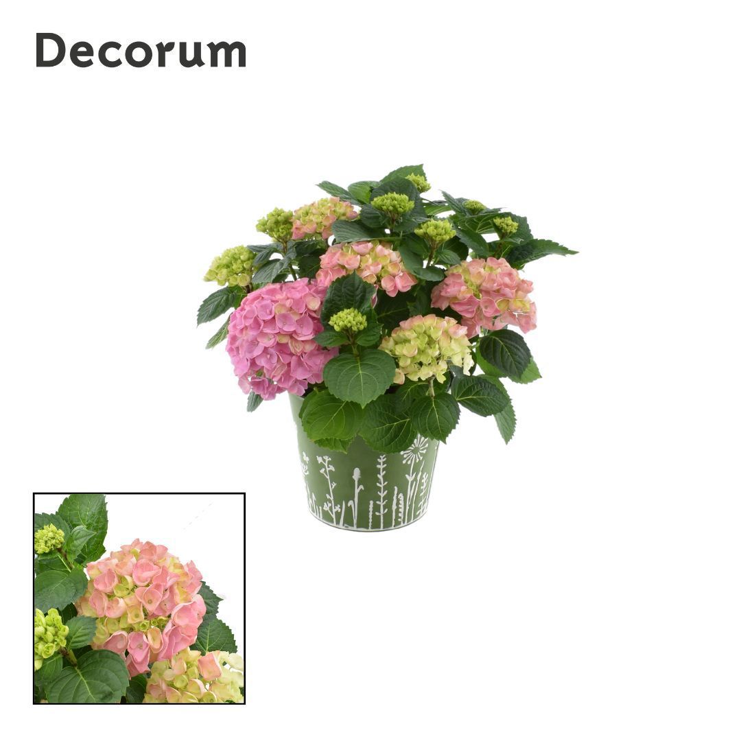 Горшечные цветы и растения оптом Hydrangea Bol Pink 7 - 12 Kop In Zink Groen (decor от 1шт из Голландии с доставкой по России