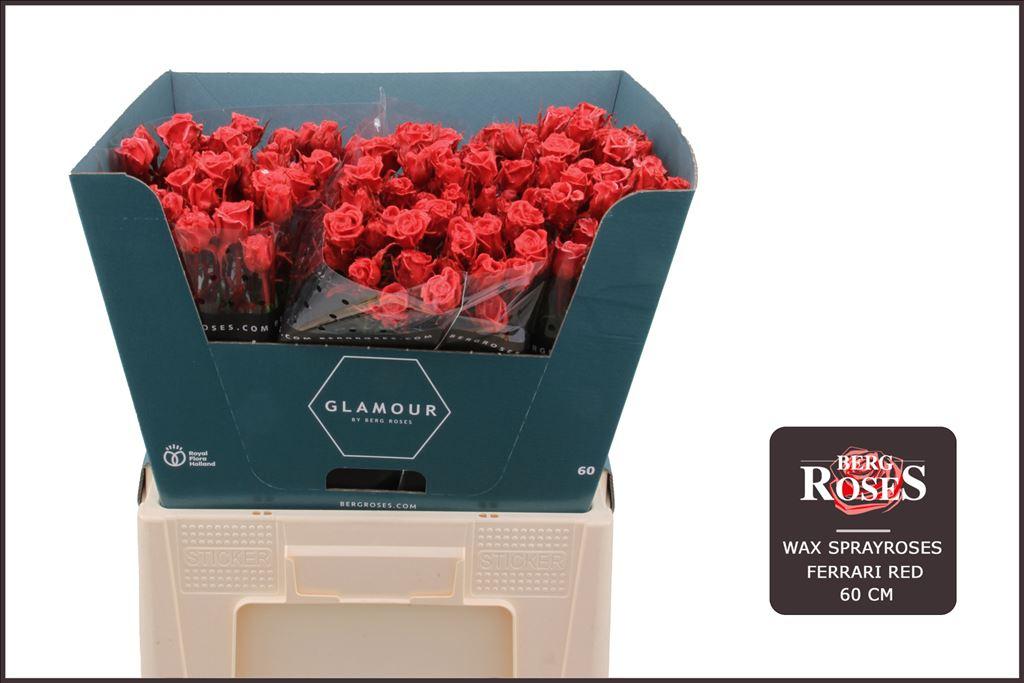 Срезанные цветы оптом Rosa spray wax red ferrari от 30шт из Голландии с доставкой по России
