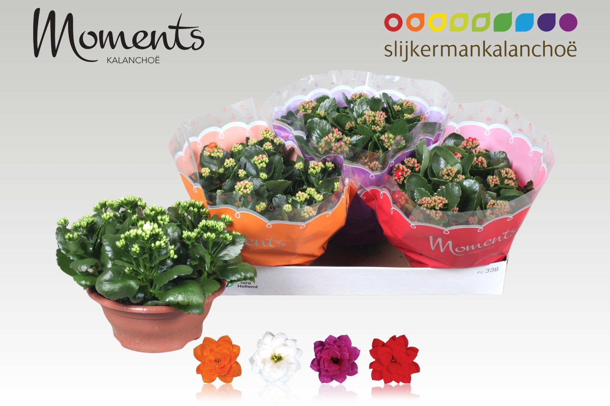 Горшечные цветы и растения оптом Kal Ge Gem 4 Kl от 3шт из Голландии с доставкой по России