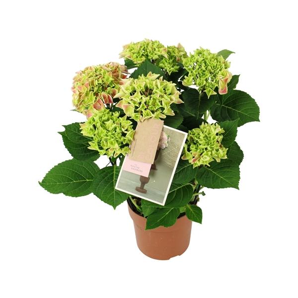 Горшечные цветы и растения оптом Hydrangea Ma Bicolor Pink 5+ от 6шт из Голландии с доставкой по России