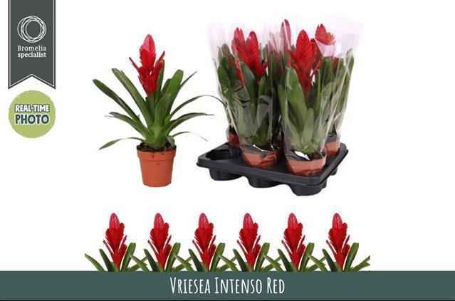 Горшечные цветы и растения оптом Vries Intenso Red от 6шт из Голландии с доставкой по России