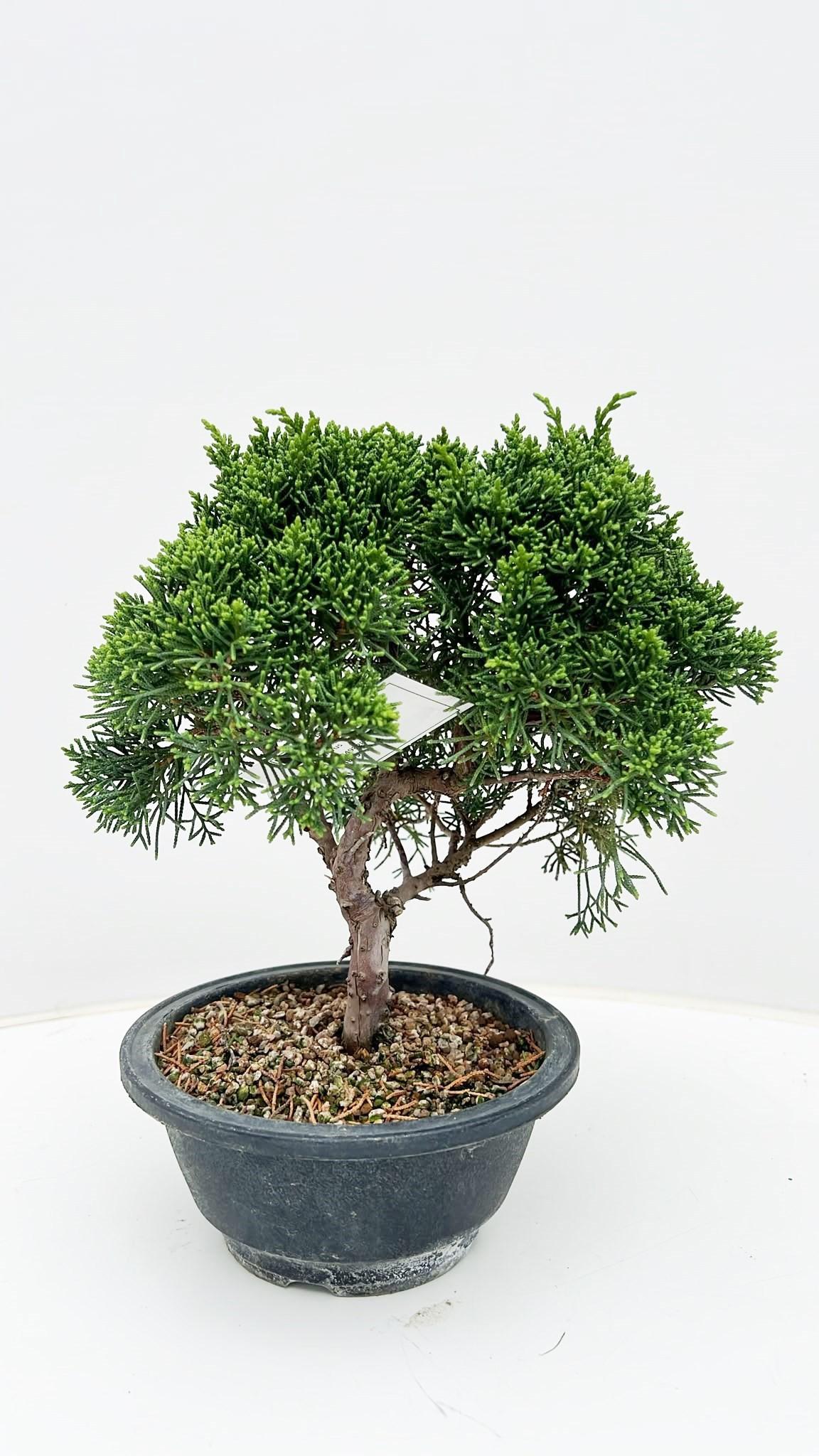 Горшечные цветы и растения оптом Juniperus Chinensis, Pot 16 Cm., Height 30 Cm. от 1шт из Голландии с доставкой по России
