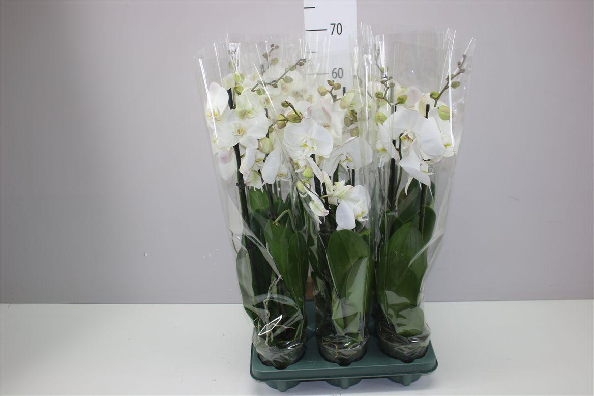 Горшечные цветы и растения оптом Phal Cambridge 2 Tak от 6шт из Голландии с доставкой по России