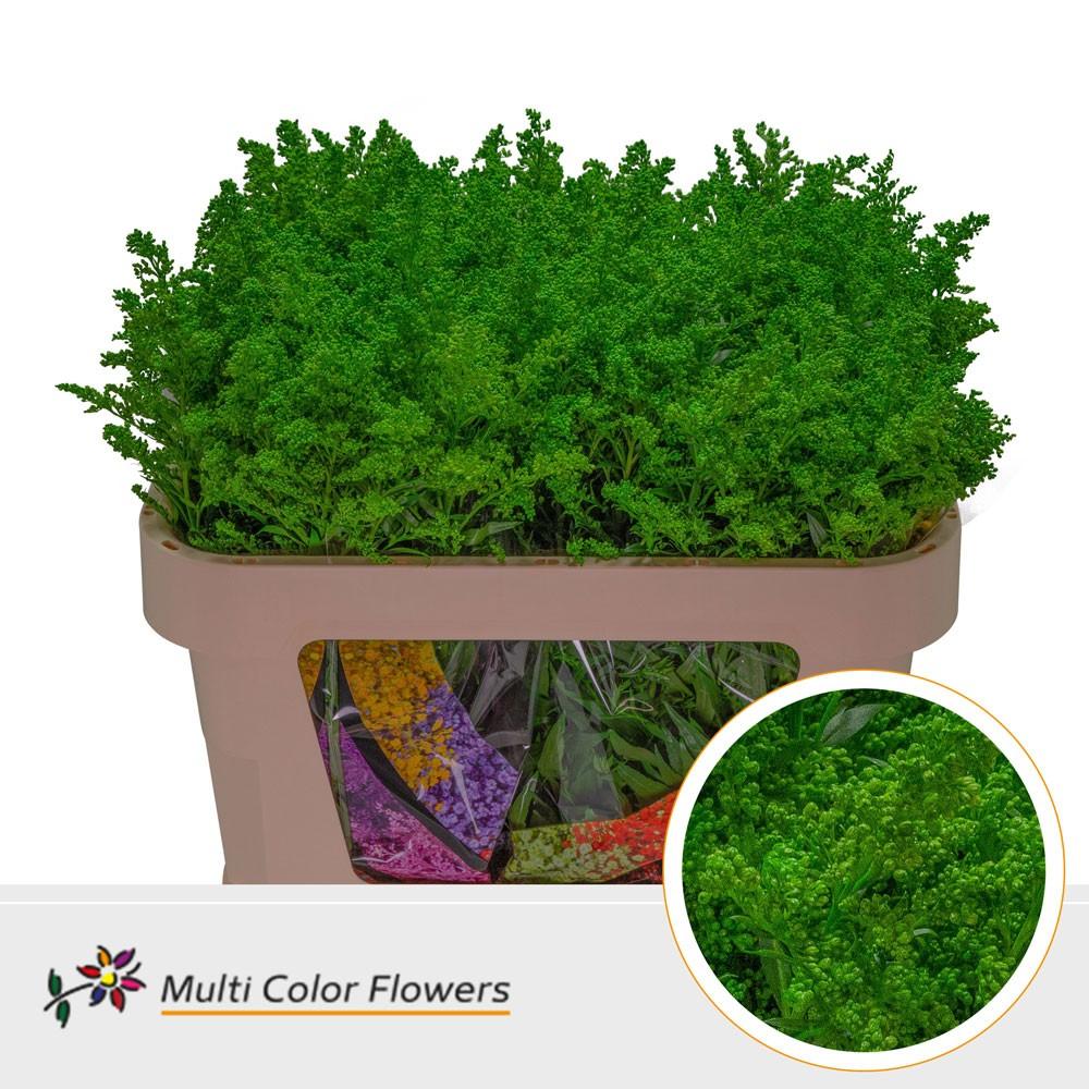 Срезанные цветы оптом Solidago paint applegreen от 100шт из Голландии с доставкой по России