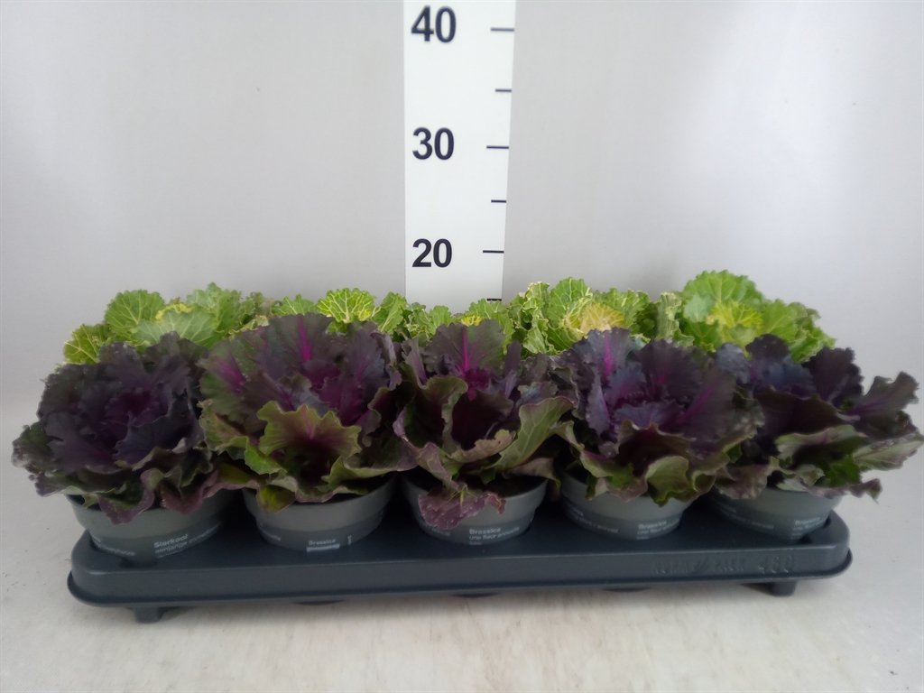 Горшечные цветы и растения оптом Brassica Oler. от 10шт из Голландии с доставкой по России