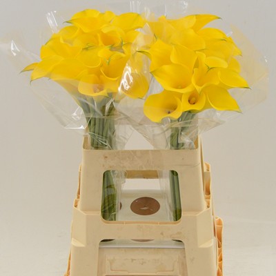 Срезанные цветы оптом Zantedeschia yellow от 40шт из Голландии с доставкой по России