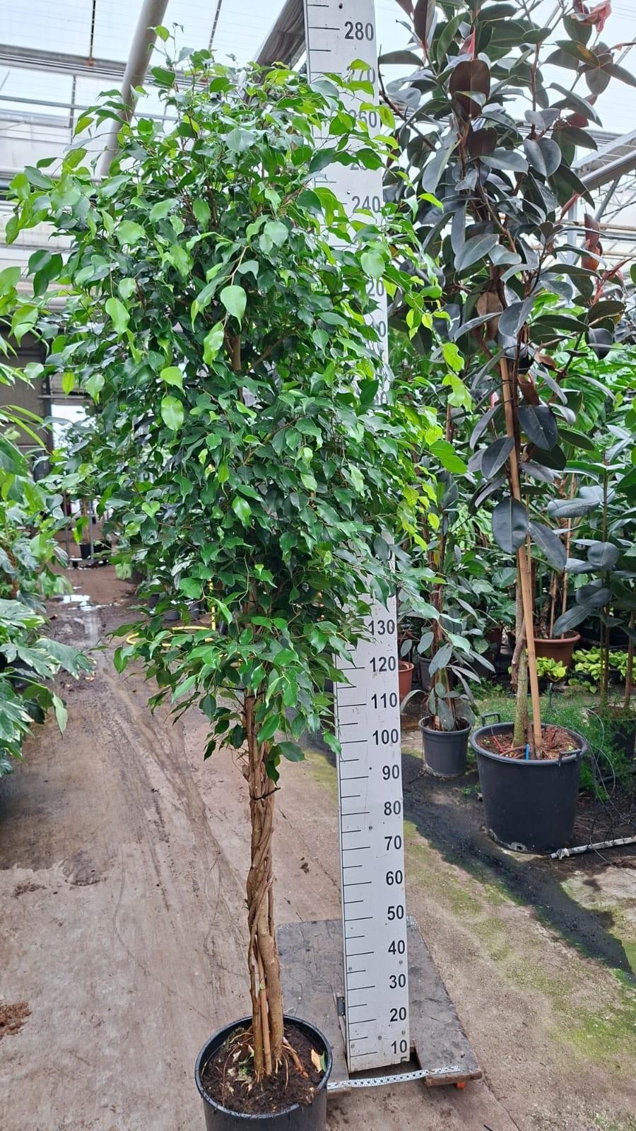 Горшечные цветы и растения оптом Ficus Be Exotica On Multistam от 1шт из Голландии с доставкой по России