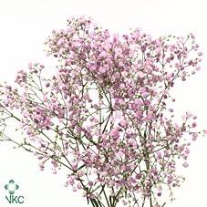 Срезанные цветы оптом Gyps my pink от 50шт из Голландии с доставкой по России