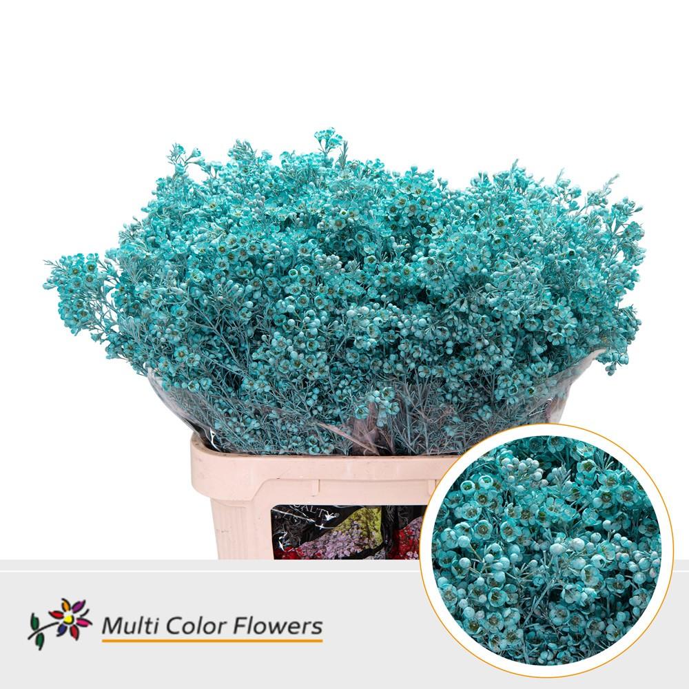 Срезанные цветы оптом Chamelaucium paint blue light от 75шт из Голландии с доставкой по России