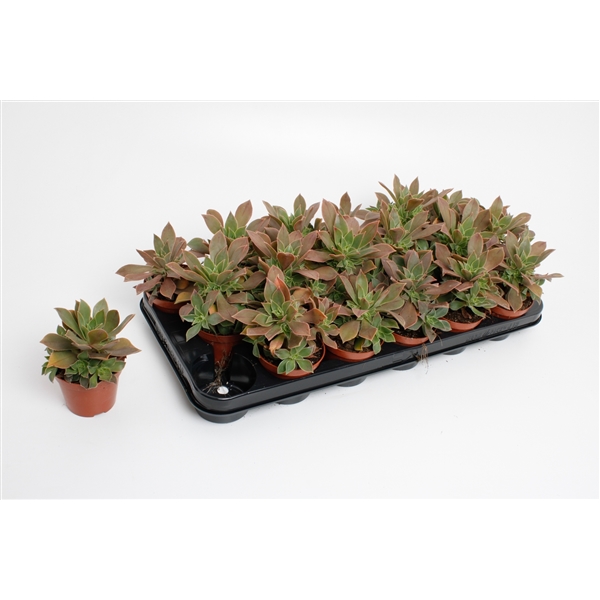 Горшечные цветы и растения оптом Aeonium Green от 12шт (для телеги) из Голландии с доставкой по России