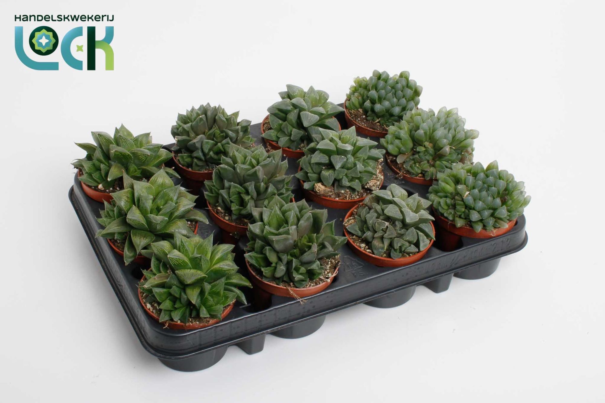 Горшечные цветы и растения оптом Glasworthia Truncata Mix от 12шт (для телеги) из Голландии с доставкой по России