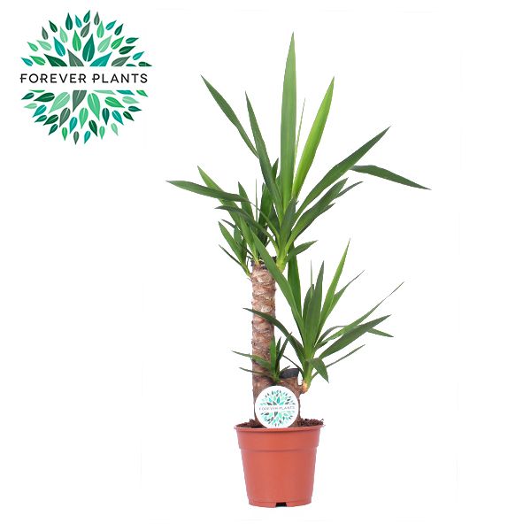 Горшечные цветы и растения оптом Yucca 45-20 1+ от 6шт из Голландии с доставкой по России Горшечные цветы и растения оптом Yucca 45-20 1+ от 6шт из Голландии с доставкой по России
