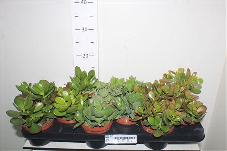 Горшечные цветы и растения оптом Crass Gem от 12шт из Голландии с доставкой по России