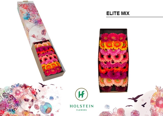 Срезанные цветы оптом Germini elite mix от 60шт из Голландии с доставкой по России