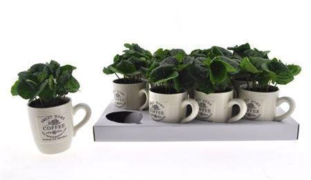 Горшечные цветы и растения оптом Coffea Arabica In Cups от 12шт (для телеги) из Голландии с доставкой по России