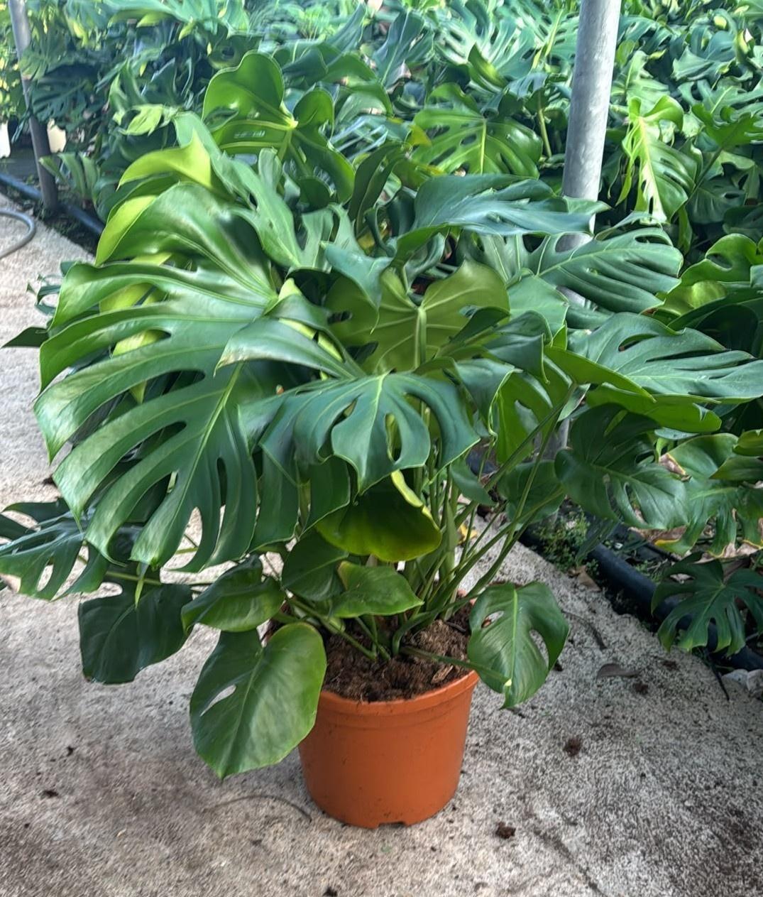 Горшечные цветы и растения оптом Monstera Deliciosa от 1шт из Голландии с доставкой по России