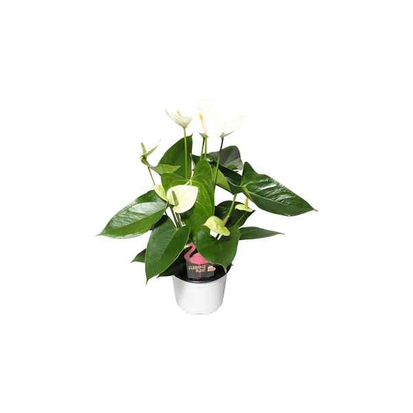 Горшечные цветы и растения оптом Anth An Arisa White 4+ от 10шт из Голландии с доставкой по России