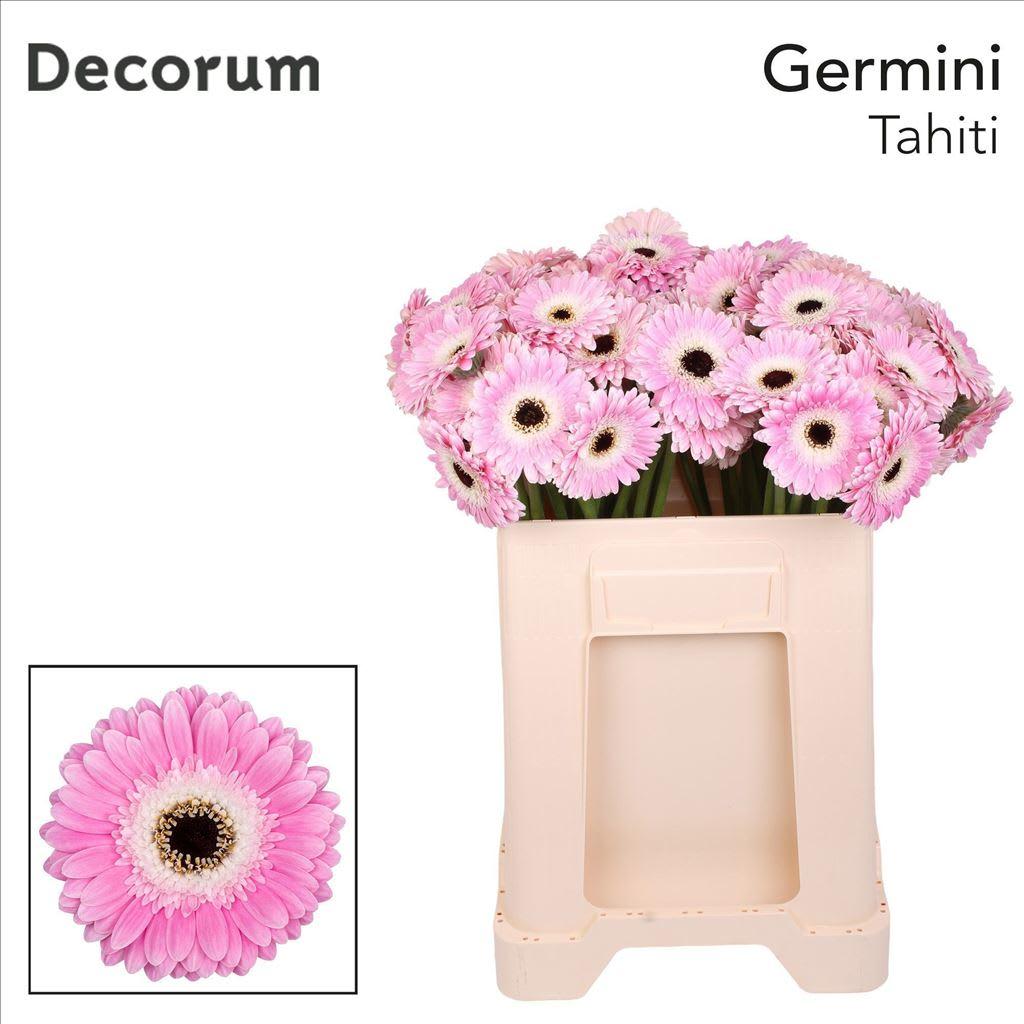 Срезанные цветы оптом Germini tahiti от 80шт из Голландии с доставкой по России