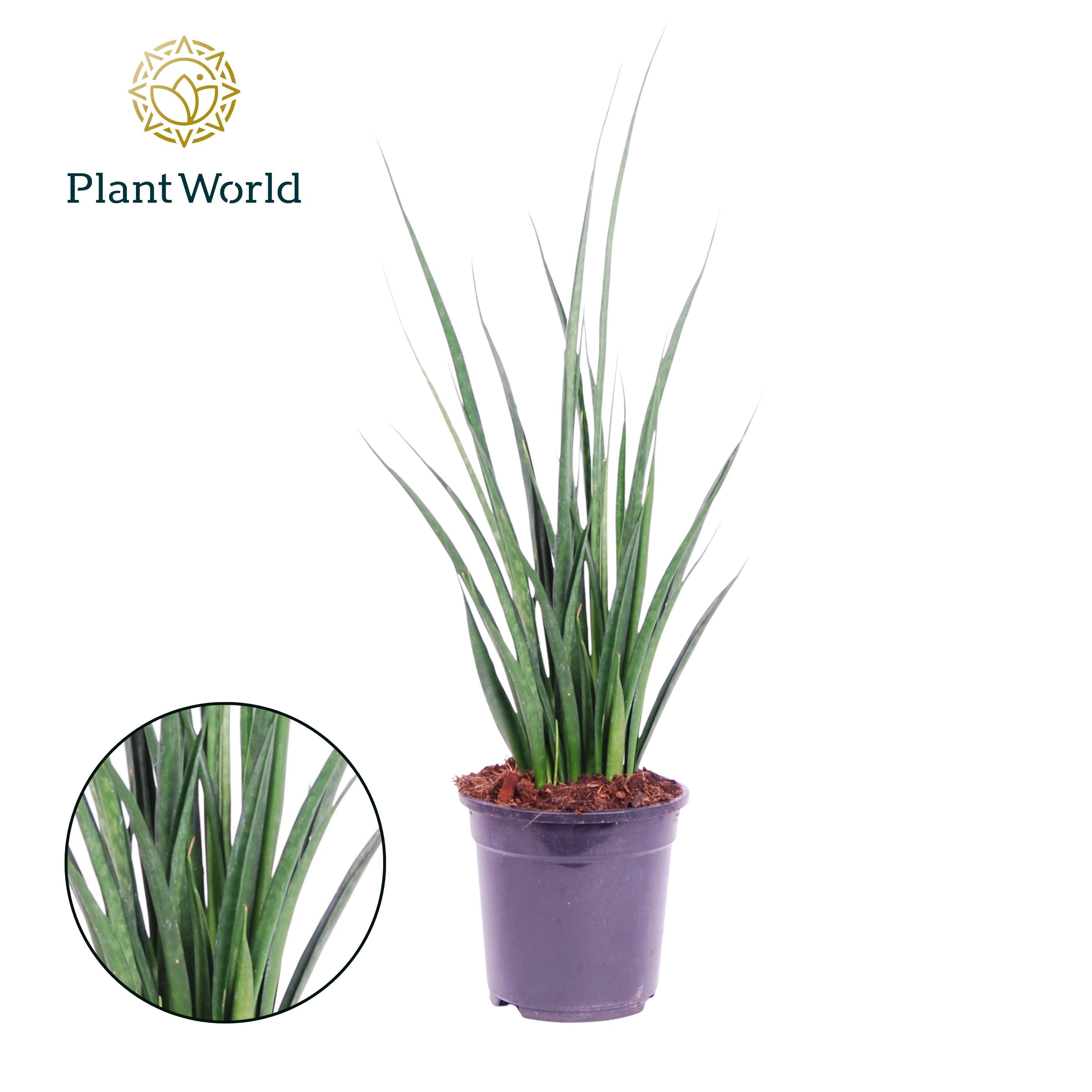 Горшечные цветы и растения оптом Sansevieria Kirkii Friends от 5шт из Голландии с доставкой по России