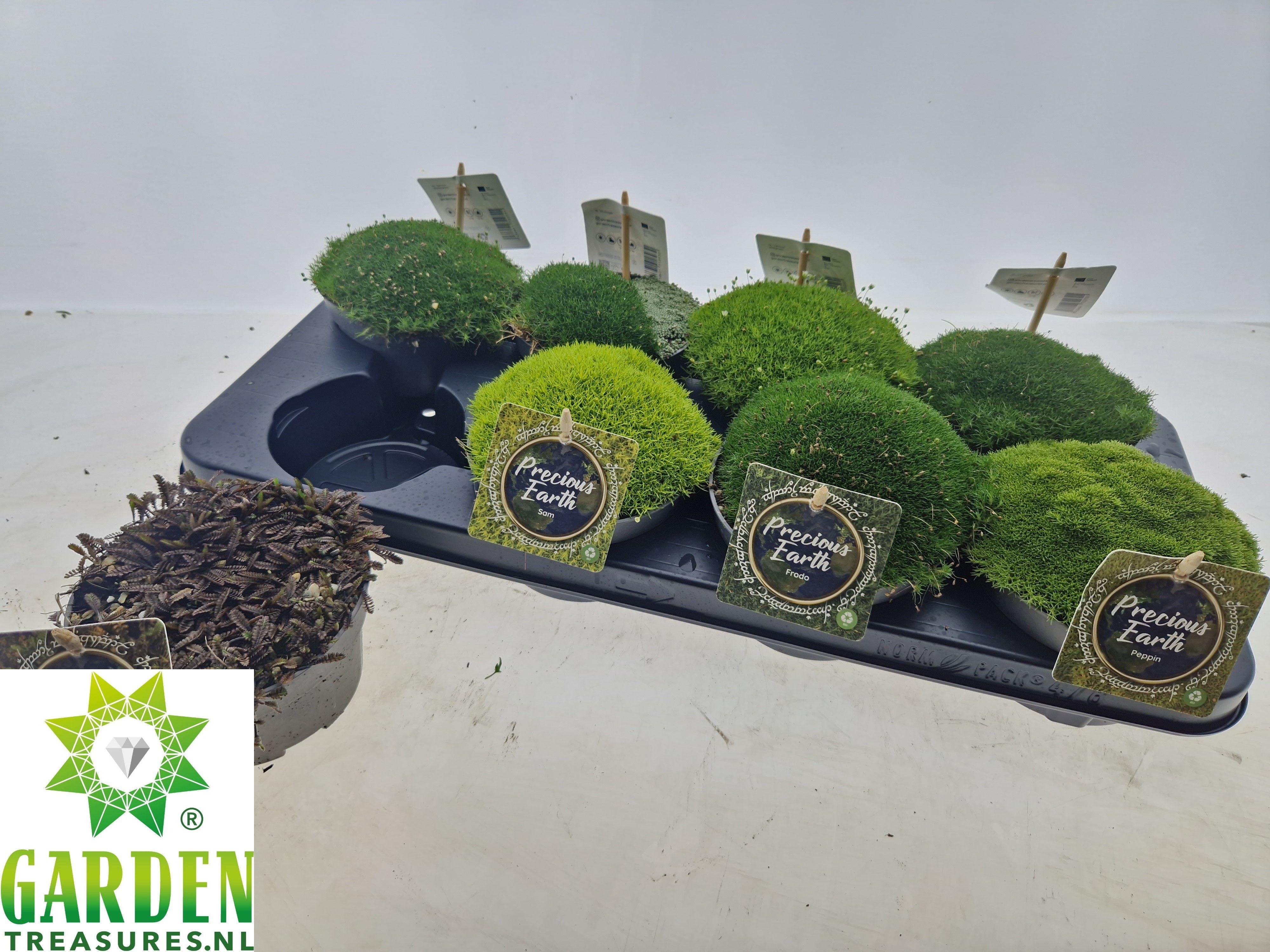Горшечные цветы и растения оптом Vaste Planten Ov от 8шт из Голландии с доставкой по России