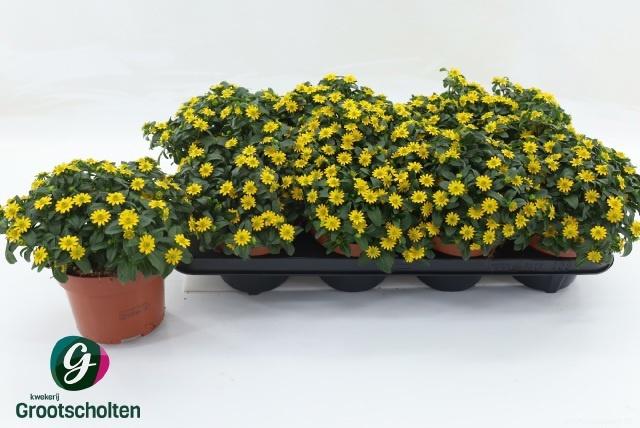 Горшечные цветы и растения оптом Sanv Yellow Beauty от 8шт из Голландии с доставкой по России