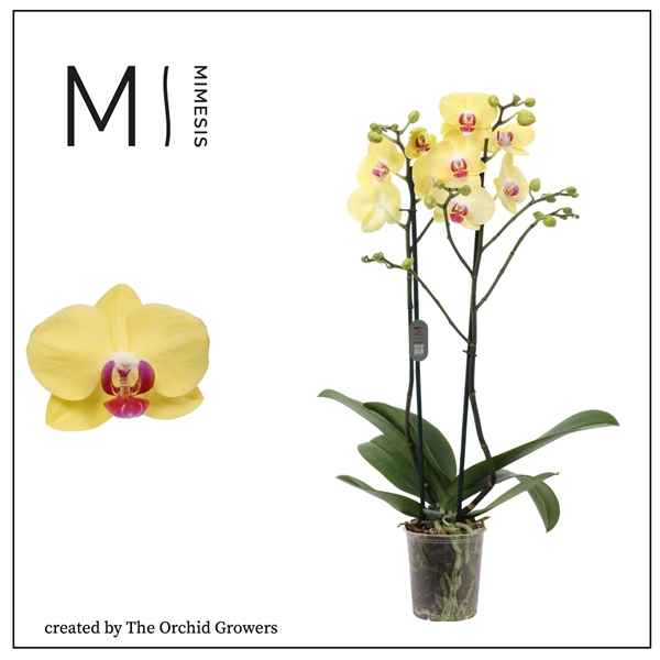 Горшечные цветы и растения оптом Phal 2st Miraflore 16+ Mimesis от 10шт из Голландии с доставкой по России