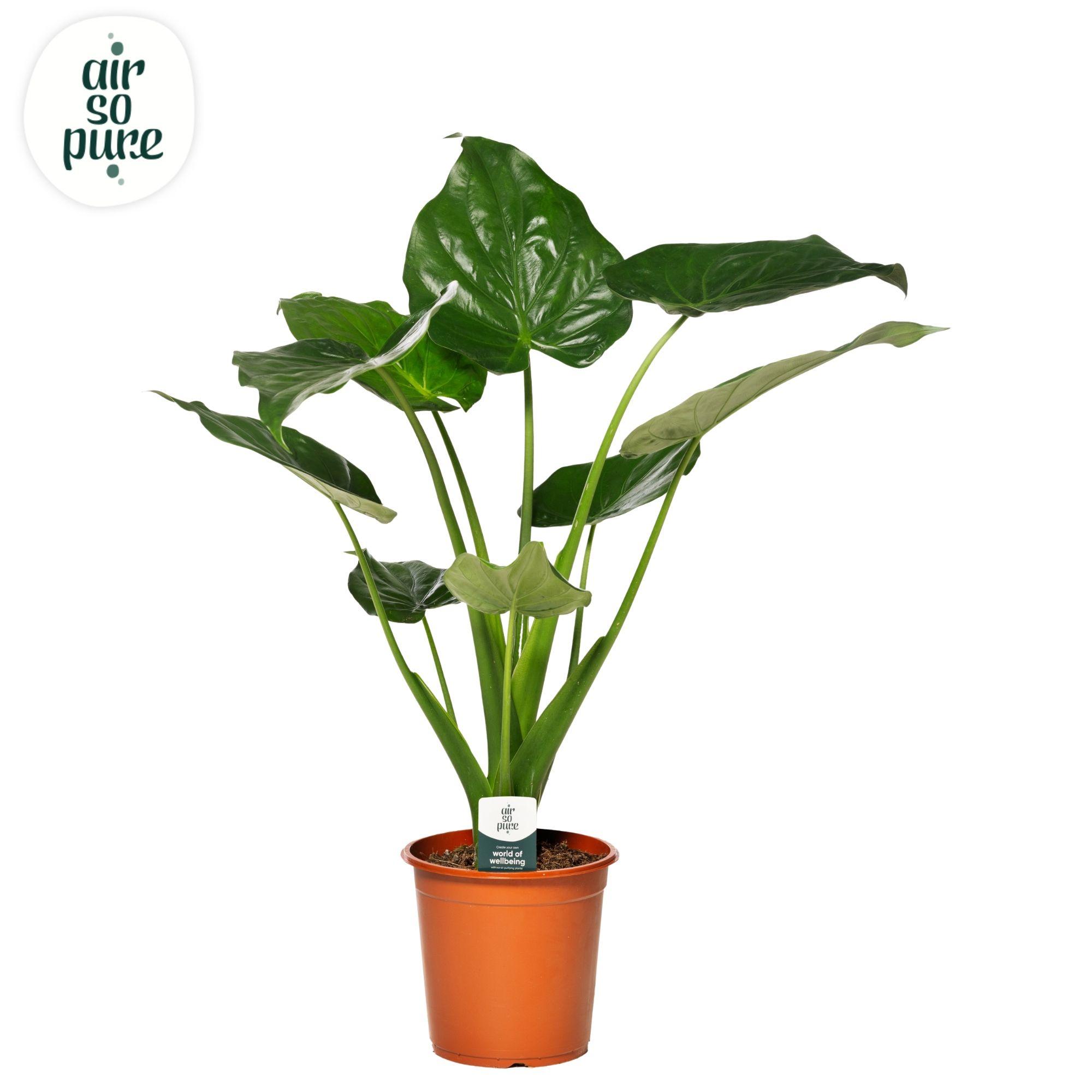 Горшечные цветы и растения оптом Alocasia Cucullata от 1шт (для телеги) из Голландии с доставкой по России