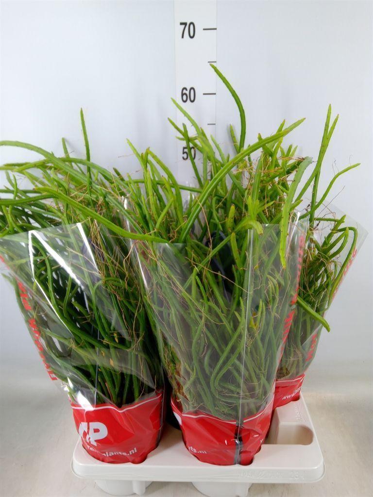 Горшечные цветы и растения оптом Rhipsalis   ... от 4шт из Голландии с доставкой по России