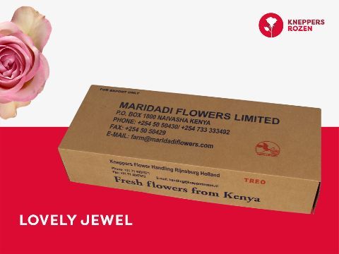 Срезанные цветы оптом Rosa la lovely jewel от 560шт из Голландии с доставкой по России