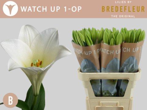 Срезанные цветы оптом Lilium lo watch up от 60шт. из Голландии с доставкой по России