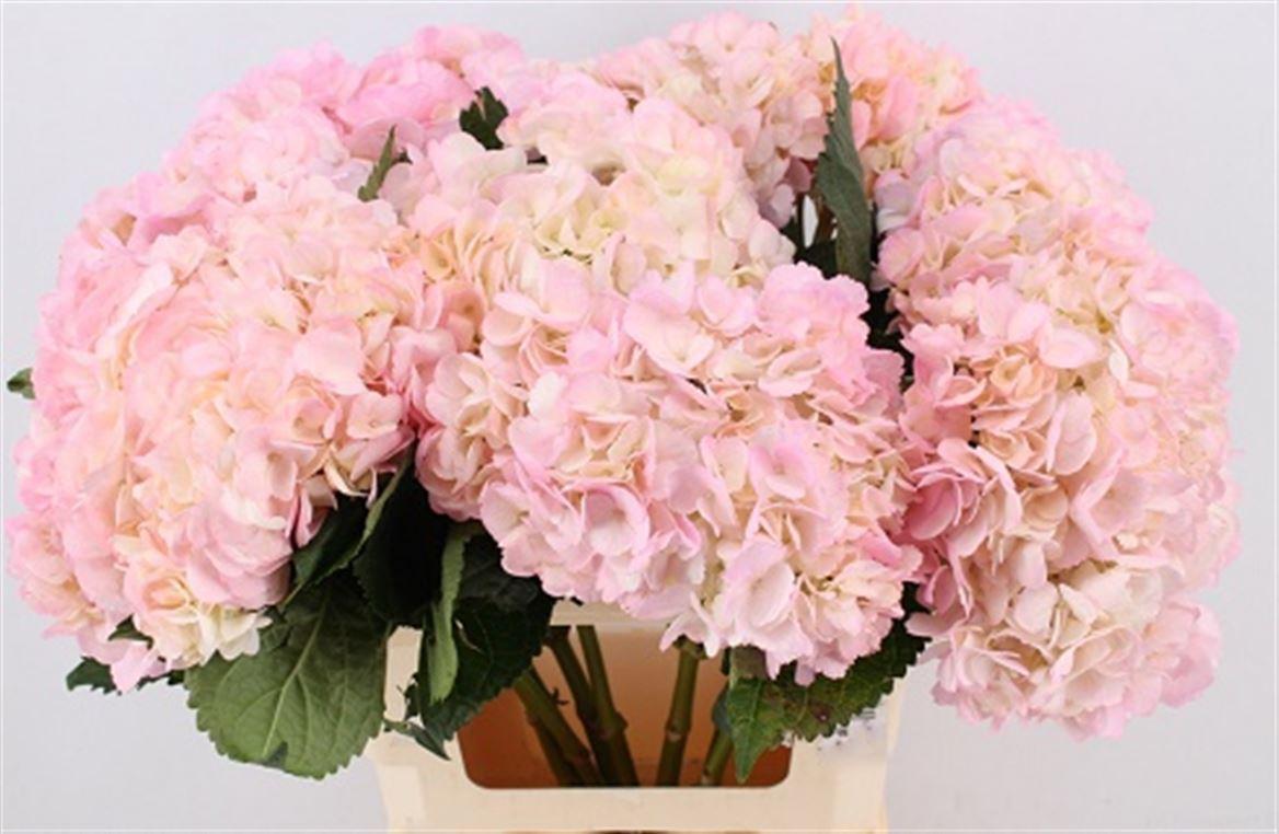 Срезанные цветы оптом Hydrangea paint pink green от 10шт из Голландии с доставкой по России