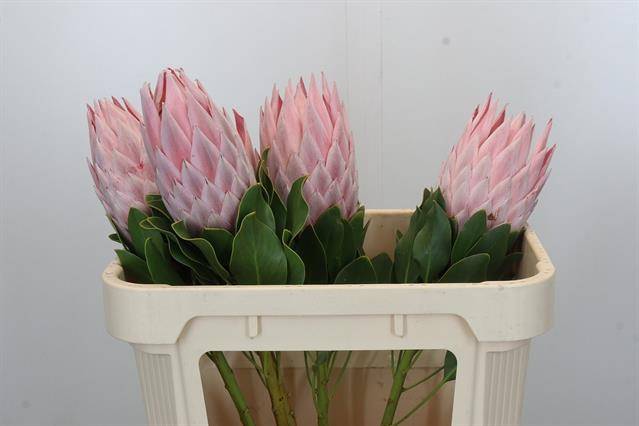 Срезанные цветы оптом Protea cynaroides (king) grande от 5шт из Голландии с доставкой по России