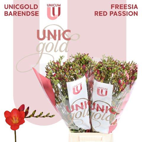 Срезанные цветы оптом Freesia si red passion от 100шт. из Голландии с доставкой по России