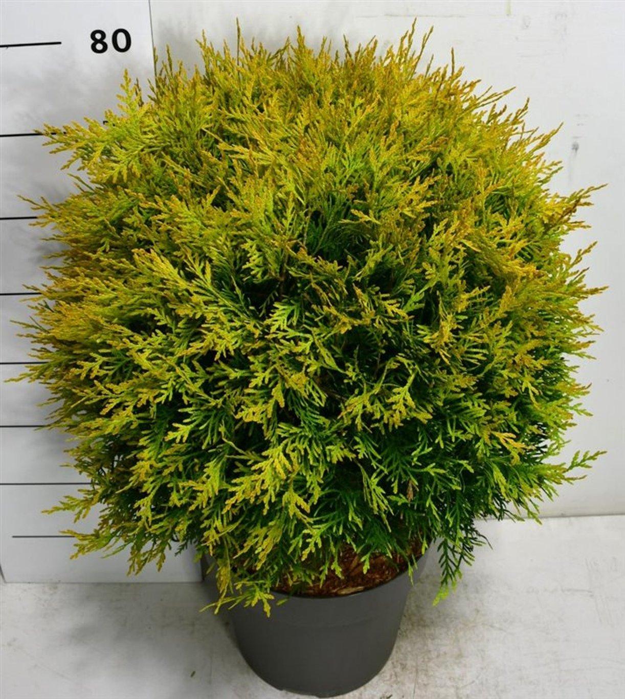 Горшечные цветы и растения оптом Thuja Occ Golden Globe от 1шт из Голландии с доставкой по России