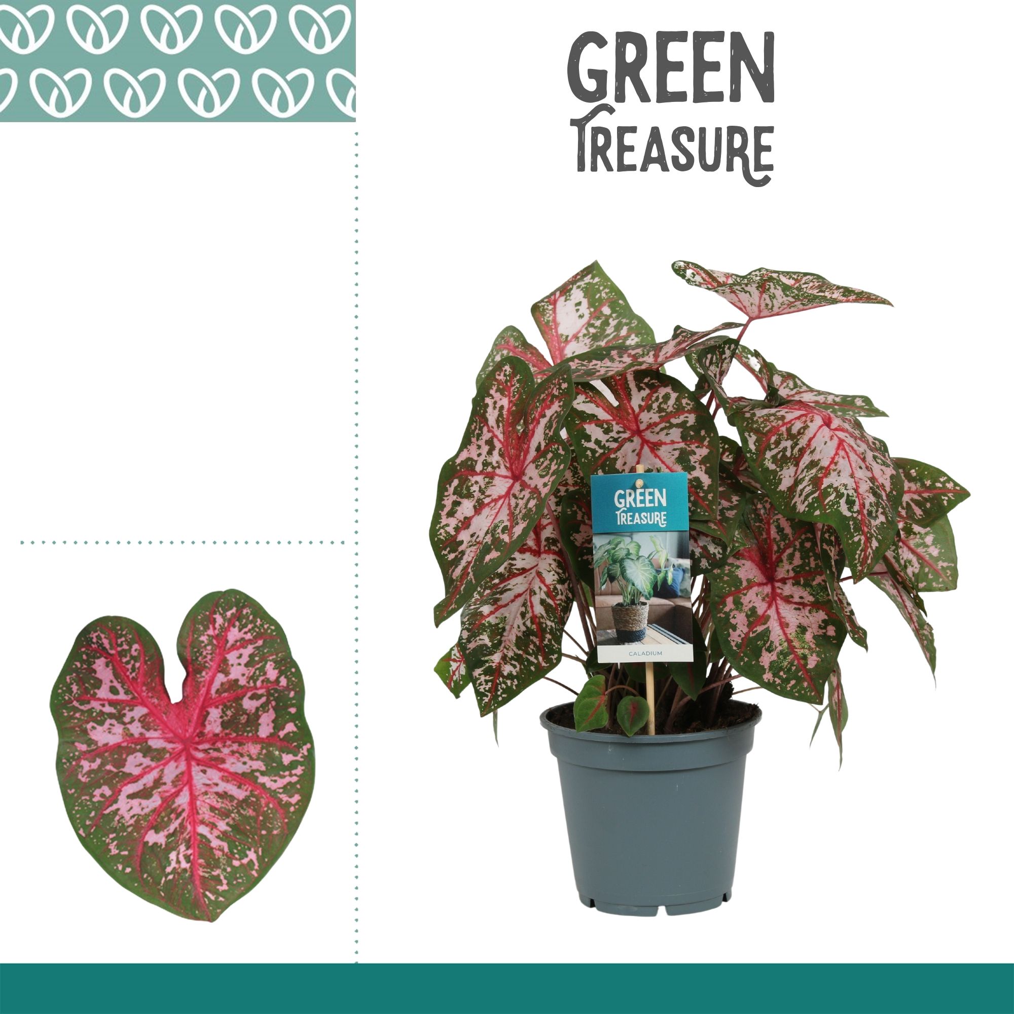 Горшечные цветы и растения оптом Caladium Pink от 6шт из Голландии с доставкой по России