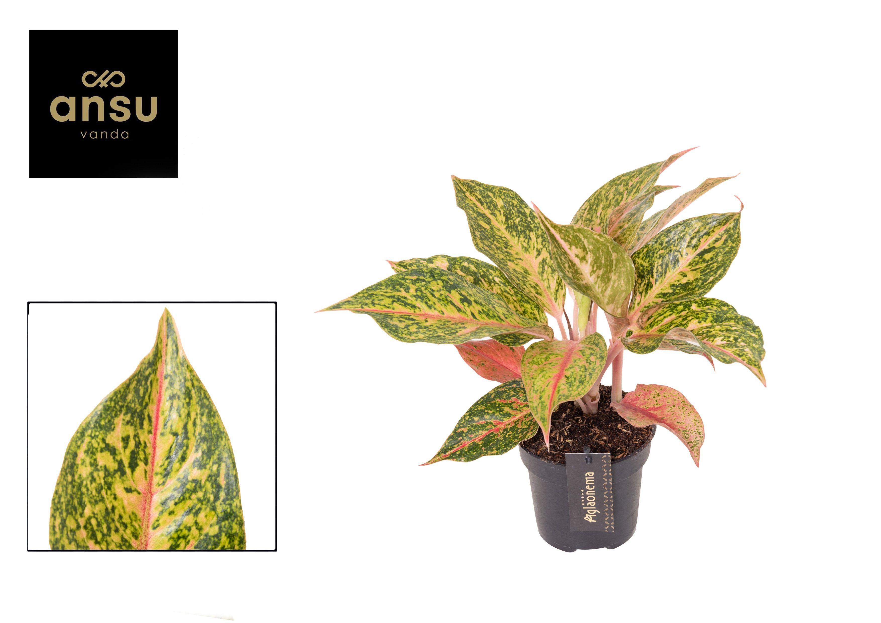 Горшечные цветы и растения оптом Aglaonema Samba Red от 6шт из Голландии с доставкой по России