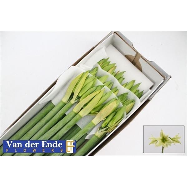 Срезанные цветы оптом Hippeastrum mini green valley от 18шт из Голландии с доставкой по России