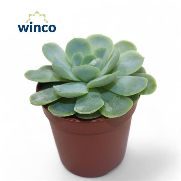 Горшечные цветы и растения оптом Echeveria Zonnestraal от 20шт (для телеги) из Голландии с доставкой по России