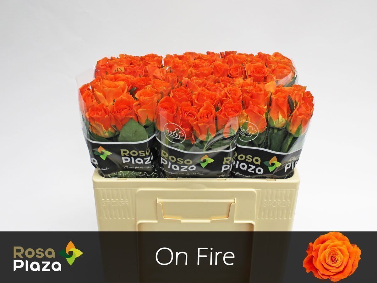 Срезанные цветы оптом Rosa large on fire от 60шт.. из Голландии с доставкой по России