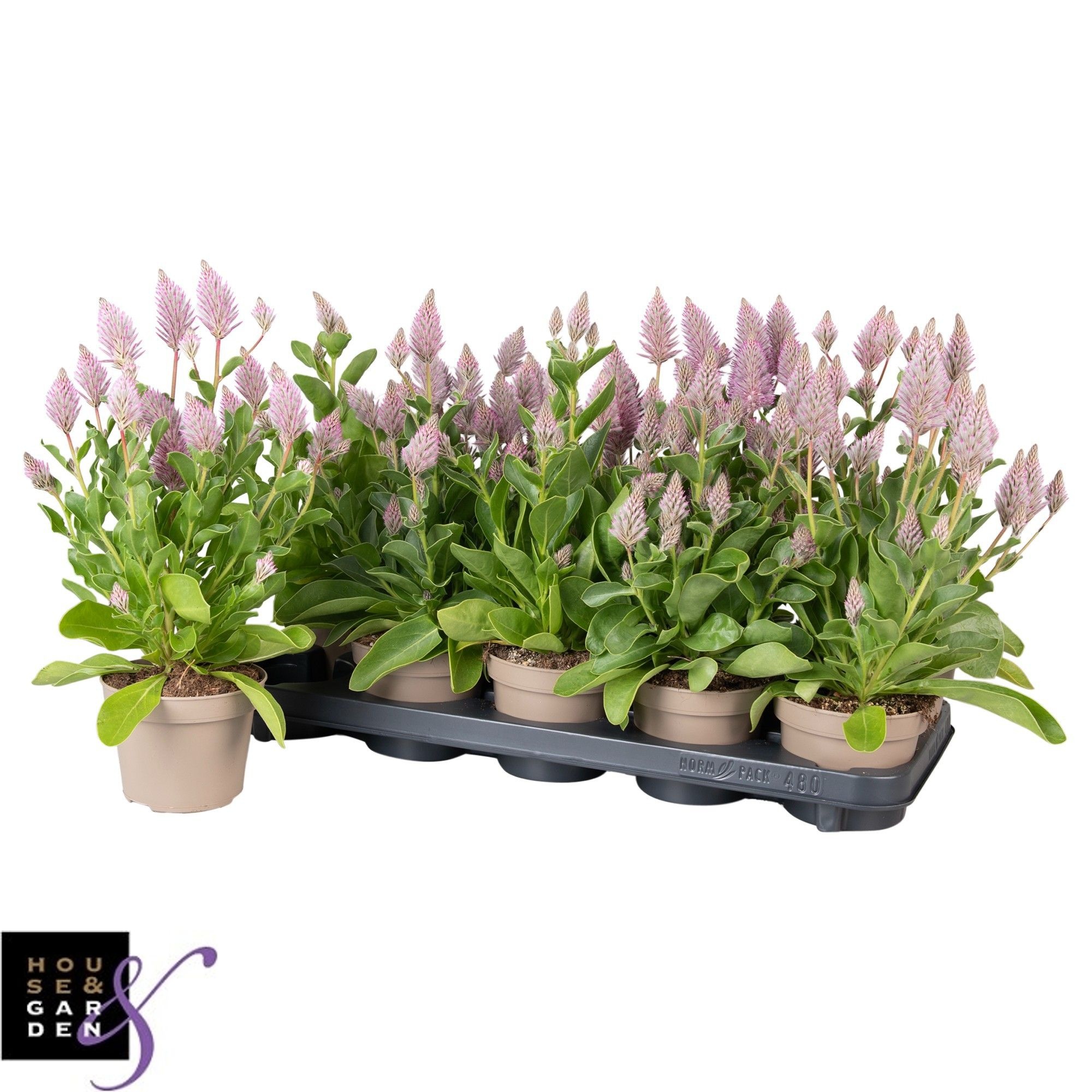 Горшечные цветы и растения оптом Ptilotus Ex Joey от 8шт из Голландии с доставкой по России